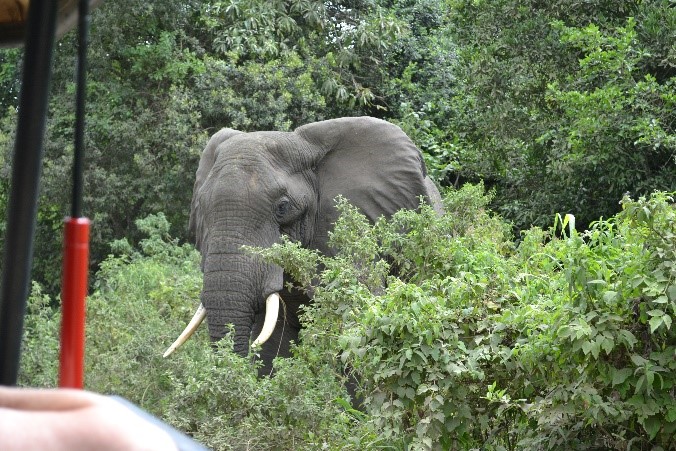 Elephant asking us to move jeep arusha national park tanzania