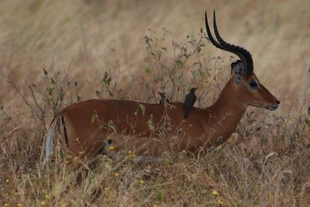 Gazelle tanzania