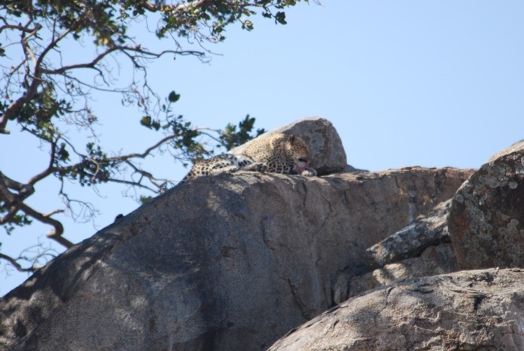 Leopard on rocks serengeti tanzania