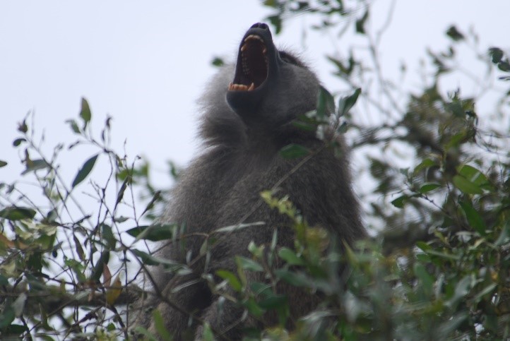baboon calling arusha national park tanzania