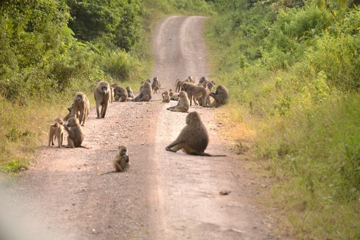 baboons in road arusha national park tanzania