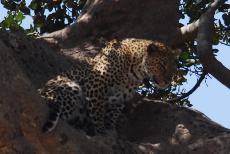 leopard in tree serengeti tanzania