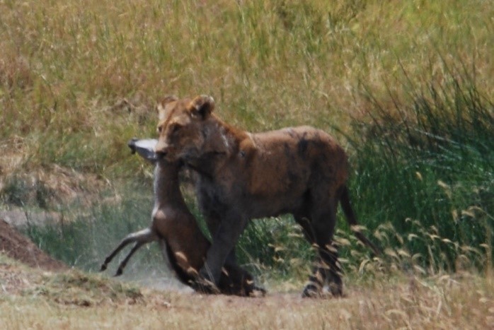 lioness carrying kill serengeti tanzania