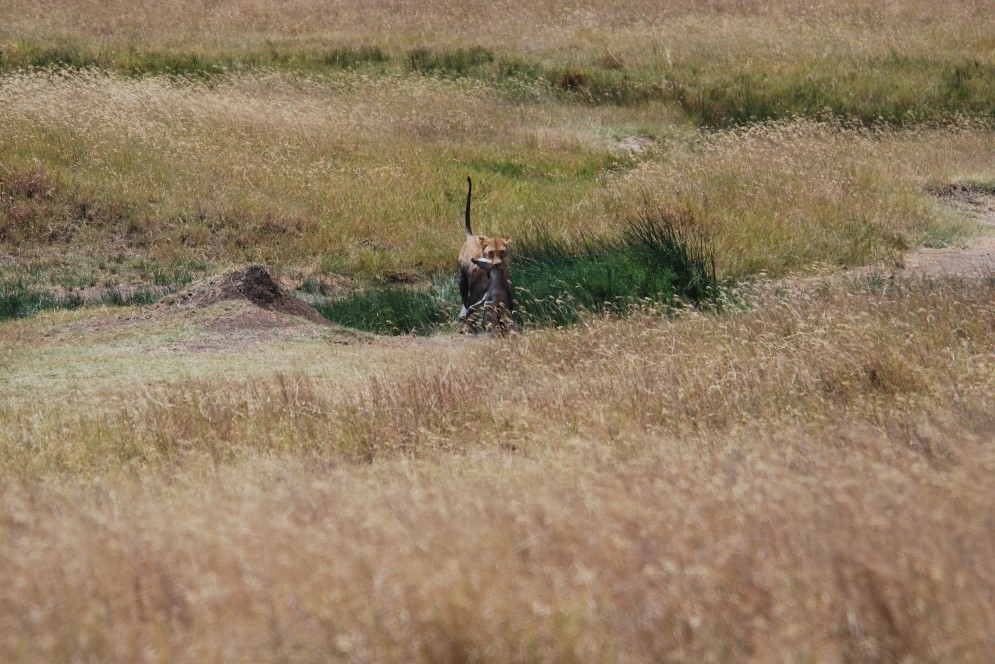 lioness caught her dinner serengeti tanzania