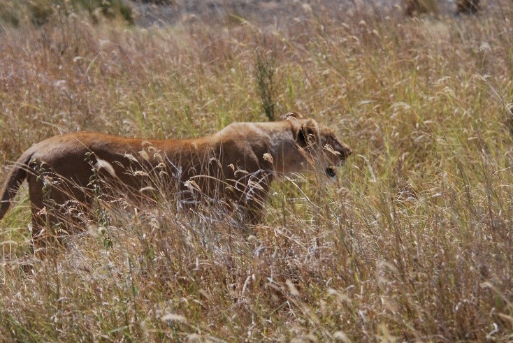 lioness stalking prey serengeti tanzania